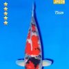A2 Koi 75cm