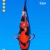 Imported Koi 33cm JP023