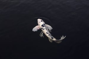 Read more about the article Making Koi Keeping Easy