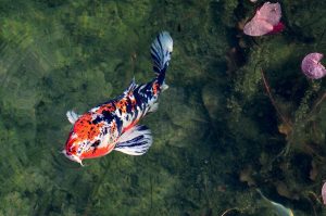 Read more about the article The Basics of Keeping Koi