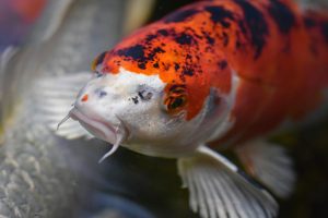 Read more about the article KHV- Koi Herpes Virus