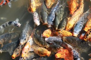 Read more about the article Hand Feeding Your Koi