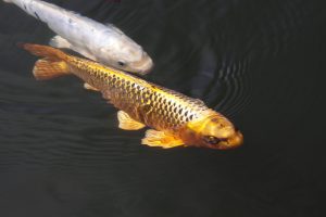 Read more about the article Purchasing The Koi For Your Pond